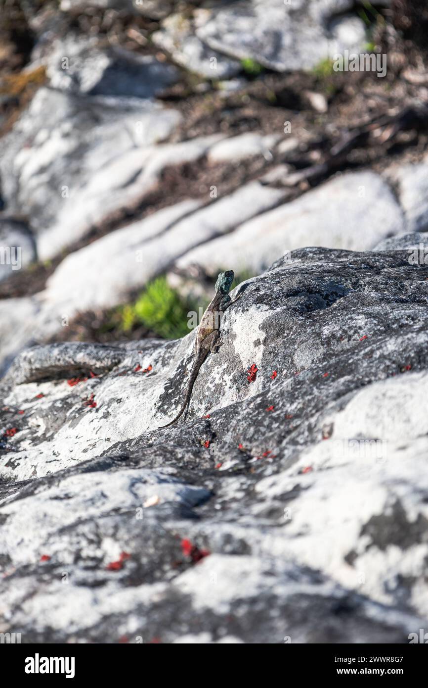 Hintergrundbild für Tiere im Sommer. Kleine schöne, süße, bunte Echse in wilder Natur auf Stein. Reptiliengelb braun, türkisblaugrün Stockfoto