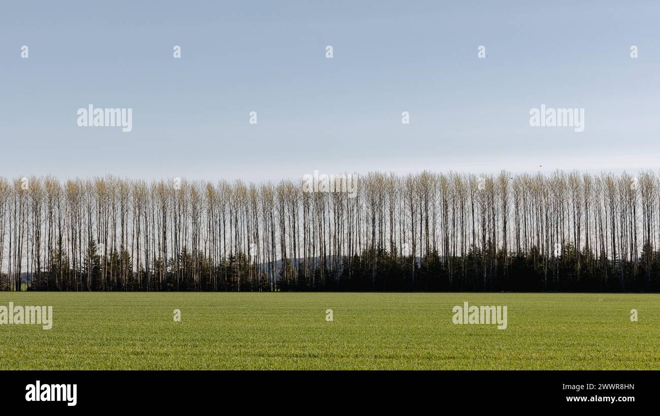 Birkenreihe hinter grünem Feld in sauberer Symmetrie ohne Menschen Stockfoto