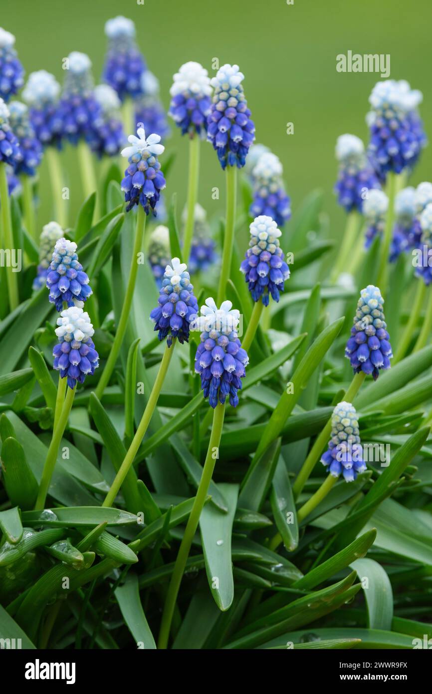 Muscari armeniacum Hauch von Schnee, Traubenhyazinthe Hauch von Schnee, Blumenspitzen, mittelblau mit weißen Spitzen an den Blütenblatträndern Stockfoto