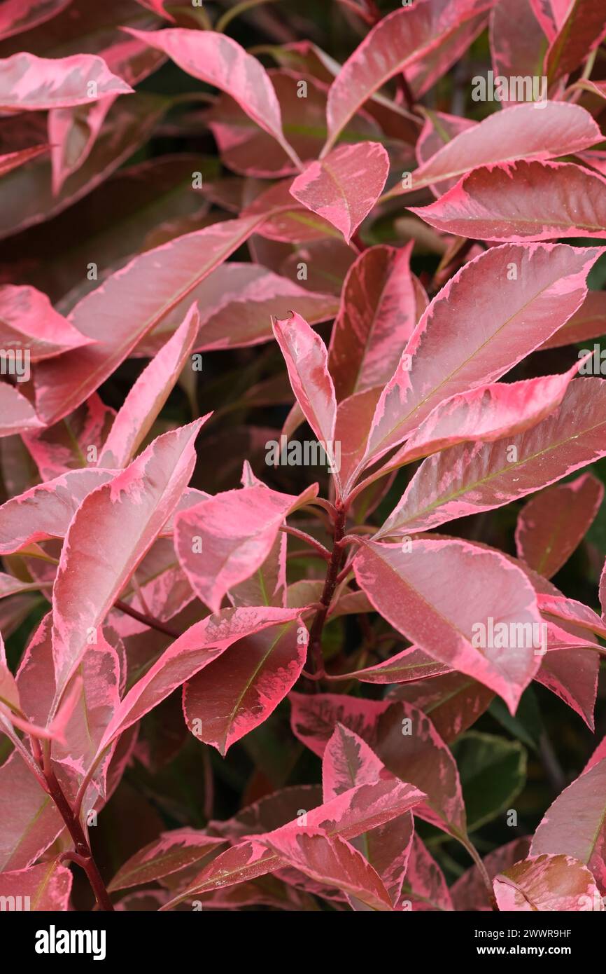 Weihnachtsbeere Louise, Photinia x fraseri Mclarlou, lanzenförmige Blätter anfangs rot bis olivgrün mit rosa Rändern Stockfoto