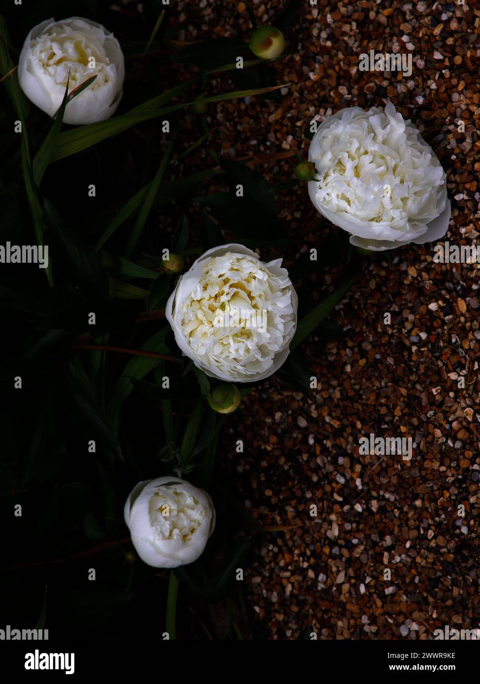 Nahaufnahme der weißen Blüten der krautigen Gartenpflanze paeonia lactiflora duchesse de Nemours. Stockfoto