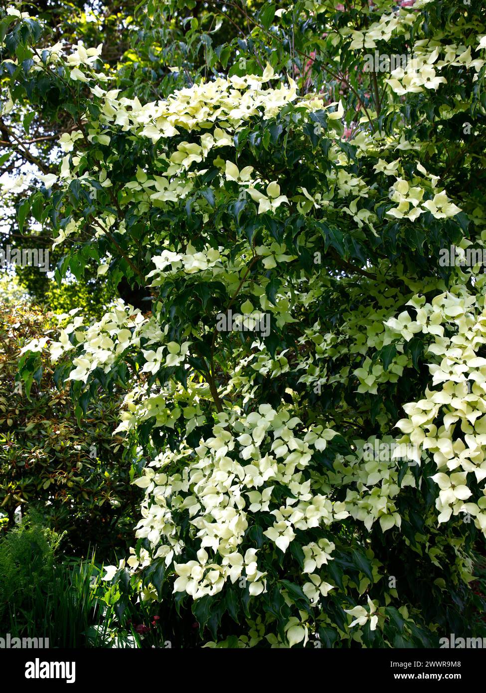 Nahaufnahme der cremeweißen Blüten des hohen Gartenstrauchs cornus kousa greensleeves. Stockfoto