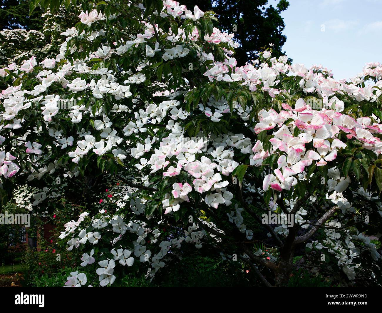 Nahaufnahme der großen cremeweißen Blüten des hohen Gartenstrauchs cornus kousa venus. Stockfoto
