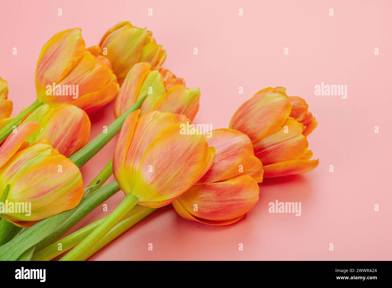Leuchtend orange Tulpen auf pastellrosa Hintergrund. Festliches Konzept für Muttertag oder Valentinstag. Grußkarte, Osterliege, beste Wünsche, Co Stockfoto