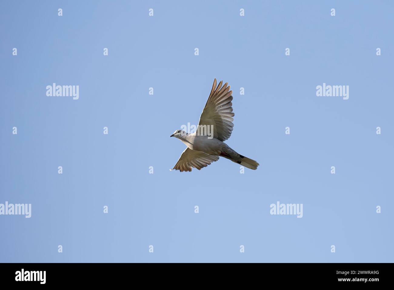 Wunderschöne Turteltaube im Flug gegen den blauen Himmel Stockfoto Wunderschöne Turteltaube im Flug gegen den blauen Himmel Stockfoto