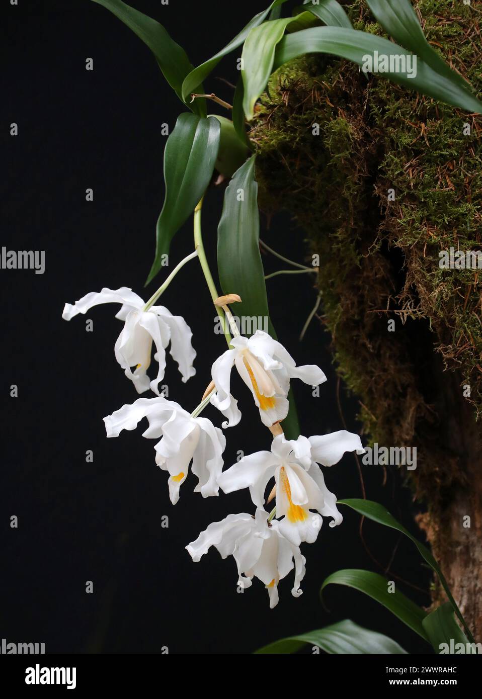 Snow Queen Orchid, EngelOrchid, Orchid of the North Woods oder Alba Orchid, Coelogyne cristata, Arethuseae, Orchidaceae. Stockfoto