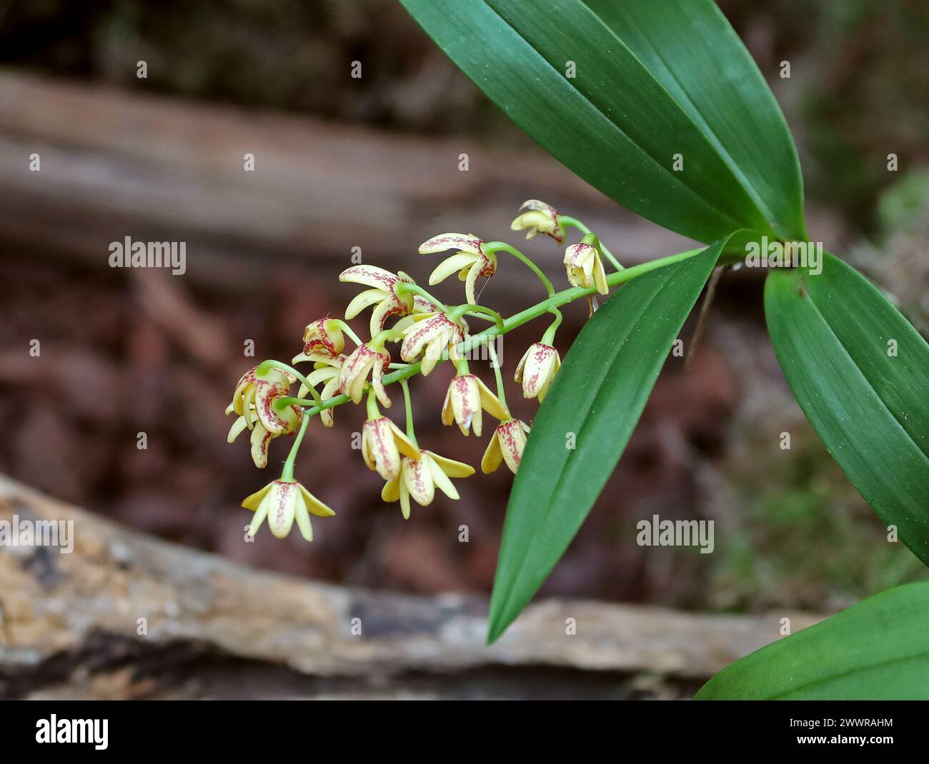 Gefleckte Cane Orchid oder gelbe Cane Orchid, Dendrobium gracilicaule, Epidendroideae, Orchidaceae. Stockfoto