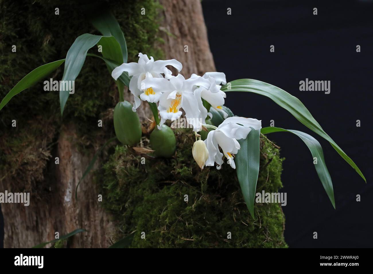 Snow Queen Orchid, EngelOrchid, Orchid of the North Woods oder Alba Orchid, Coelogyne cristata, Arethuseae, Orchidaceae. Stockfoto
