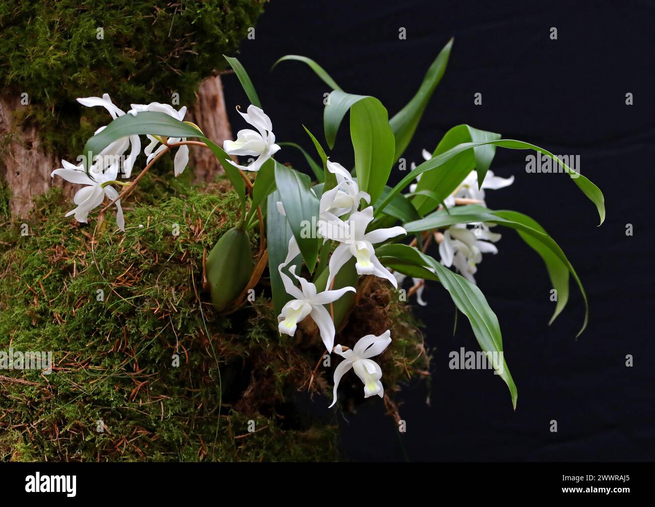 Snow Queen Orchid, EngelOrchid, Orchid of the North Woods oder Alba Orchid, Coelogyne cristata, Arethuseae, Orchidaceae. Stockfoto