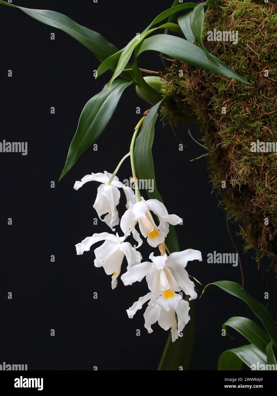 Snow Queen Orchid, EngelOrchid, Orchid of the North Woods oder Alba Orchid, Coelogyne cristata, Arethuseae, Orchidaceae. Stockfoto