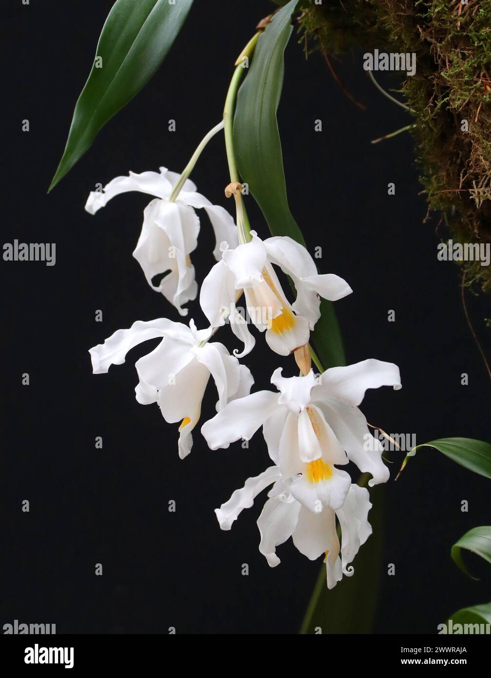 Snow Queen Orchid, EngelOrchid, Orchid of the North Woods oder Alba Orchid, Coelogyne cristata, Arethuseae, Orchidaceae. Stockfoto