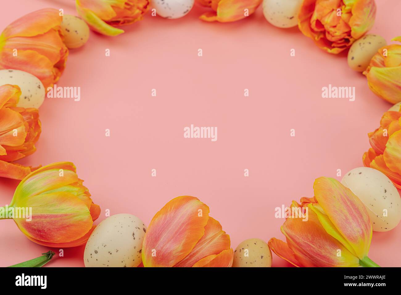 Blühende Tulpen mit Ostereiern auf rosa Hintergrund. Happy Holiday Konzept, Grußkarte, traditionelle festliche Komposition, Kopierraum Stockfoto