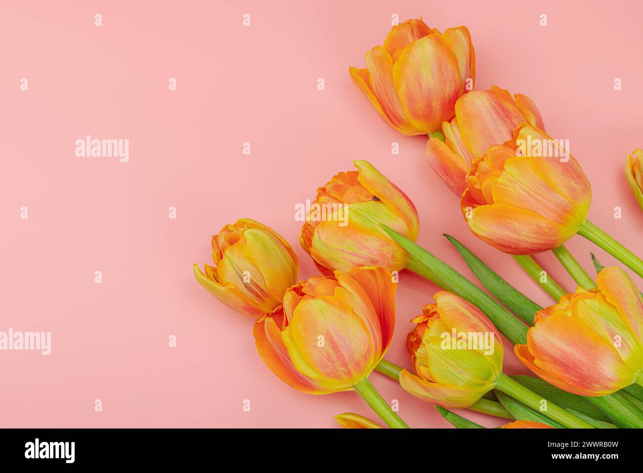 Leuchtend orange Tulpen auf pastellrosa Hintergrund. Festliches Konzept für Muttertag oder Valentinstag. Grußkarte, Osterliege, alles Gute Stockfoto