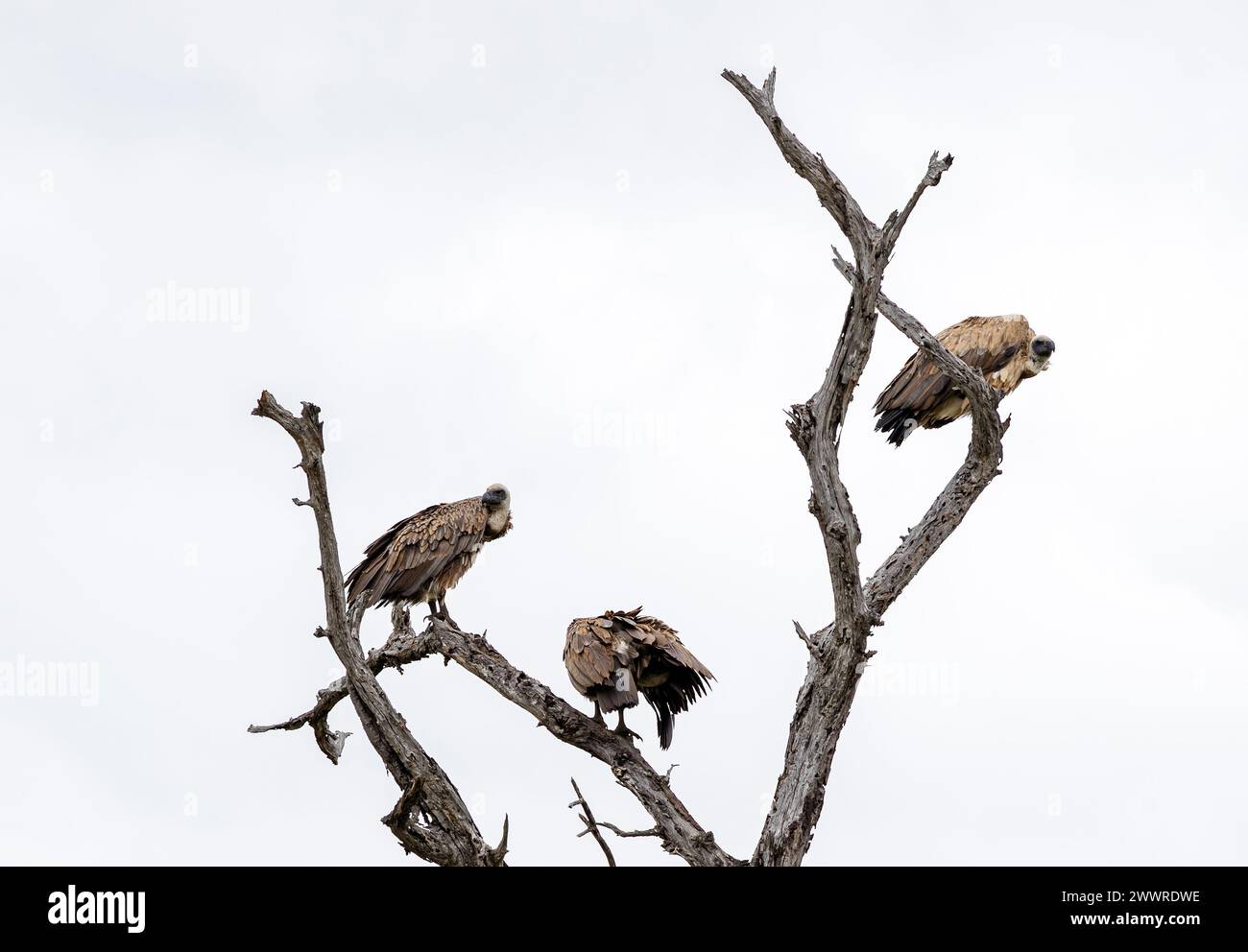 Drei Vögel Afrikanischer Geier mit weißem Rücken auf trockenem Ast vor weißem Himmel. Kruger-Nationalpark, Südafrika. Tierwelt Vogelwand Stockfoto
