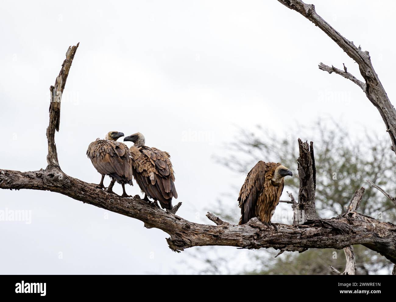 Drei Vögel Weißer afrikanischer Geier auf trockenem Ast. Kruger-Nationalpark, Südafrika. Tierwelt Vogel Hintergrund. Safari in der Savanne Stockfoto