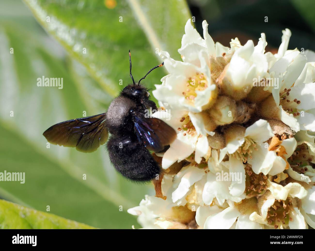 Violette Zimmermannsbiene, große Holzbiene, abeille perce-bois, Xylocopa violacea, kék fadongó, Budapest, Ungarn, Magyarország, Europa Stockfoto