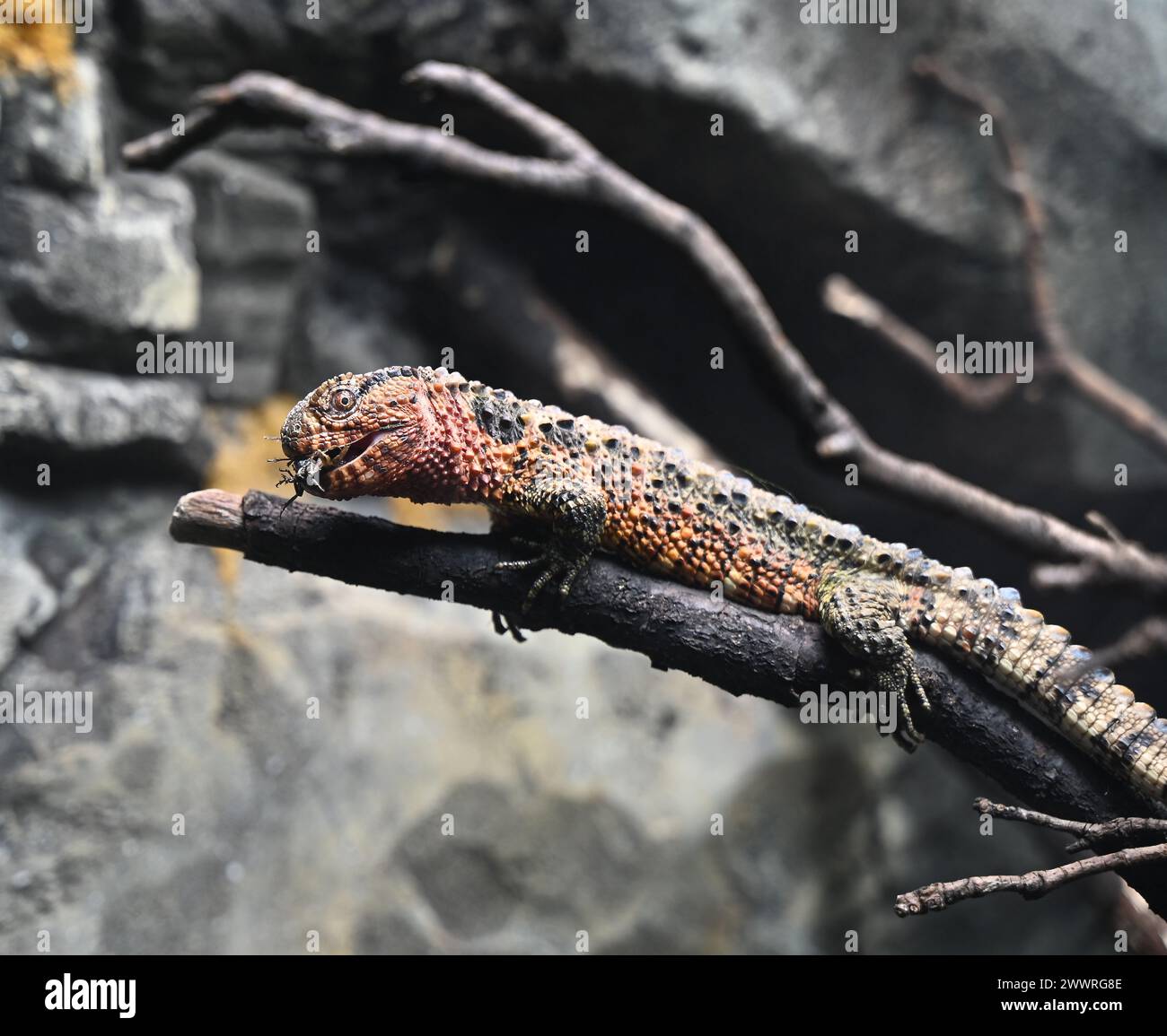 Das geheime Leben von Reptilien und Amphibien ist das Zentrum der weltweiten Naturschutzbemühungen des Londoner Zoos für Amphibien und Reptilien, die am Freitag, dem 29. März, für die Öffentlichkeit zugänglich sind. Besucher haben die Möglichkeit, die geheimnisvollsten Kreaturen der Planeten zu sehen, darunter einen der größten Frösche der Welt , Juwelenfarbene Geckos . und Schildkröten mit so großen Köpfen, dass sie nicht in die Schalen passen ... Stockfoto
