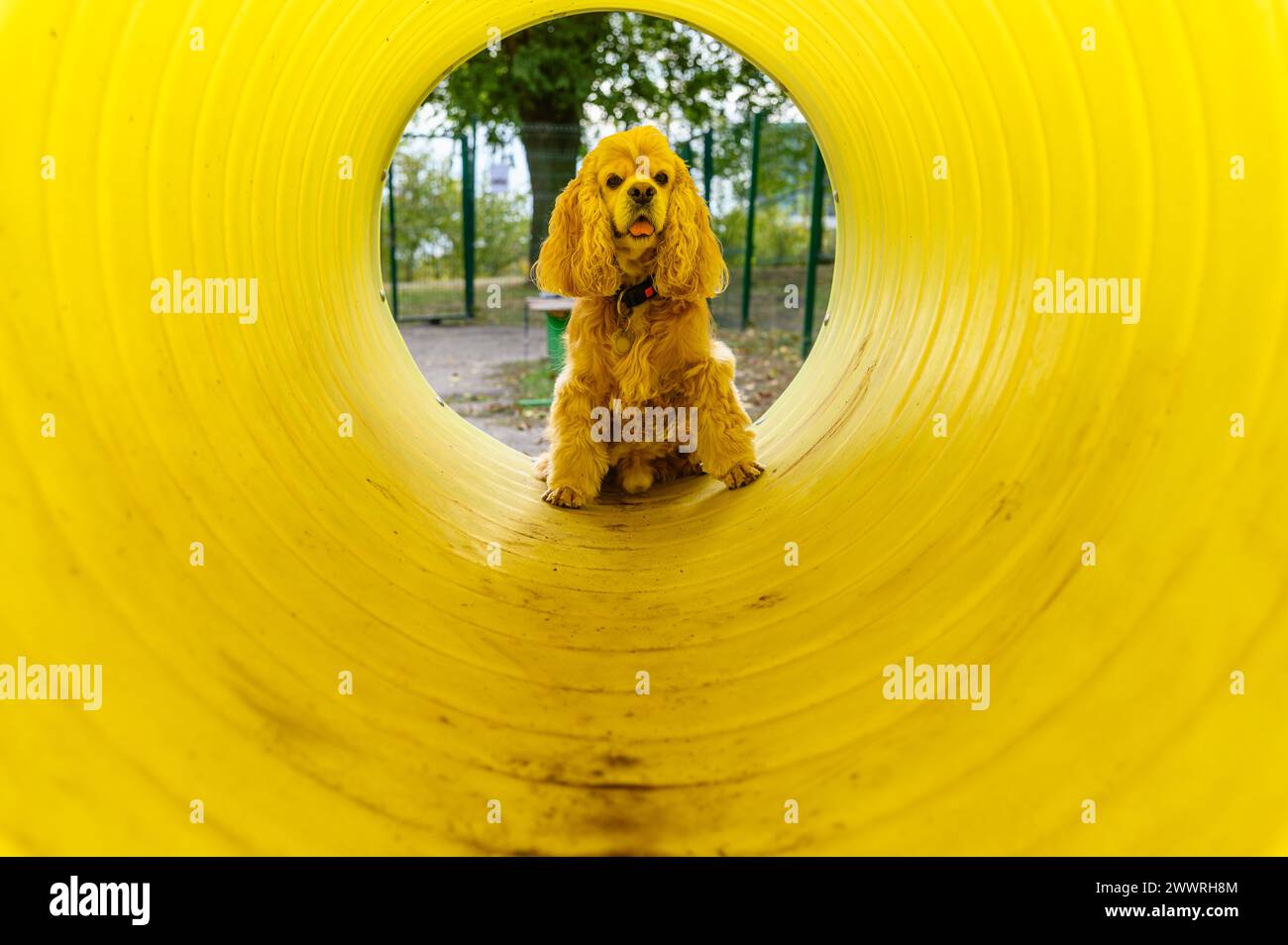 Amerikanisches Cocker Spaniel Training in einem speziell ausgestatteten Hundewanderbereich. Der Hund sitzt in einem gelben Rohr. Stockfoto