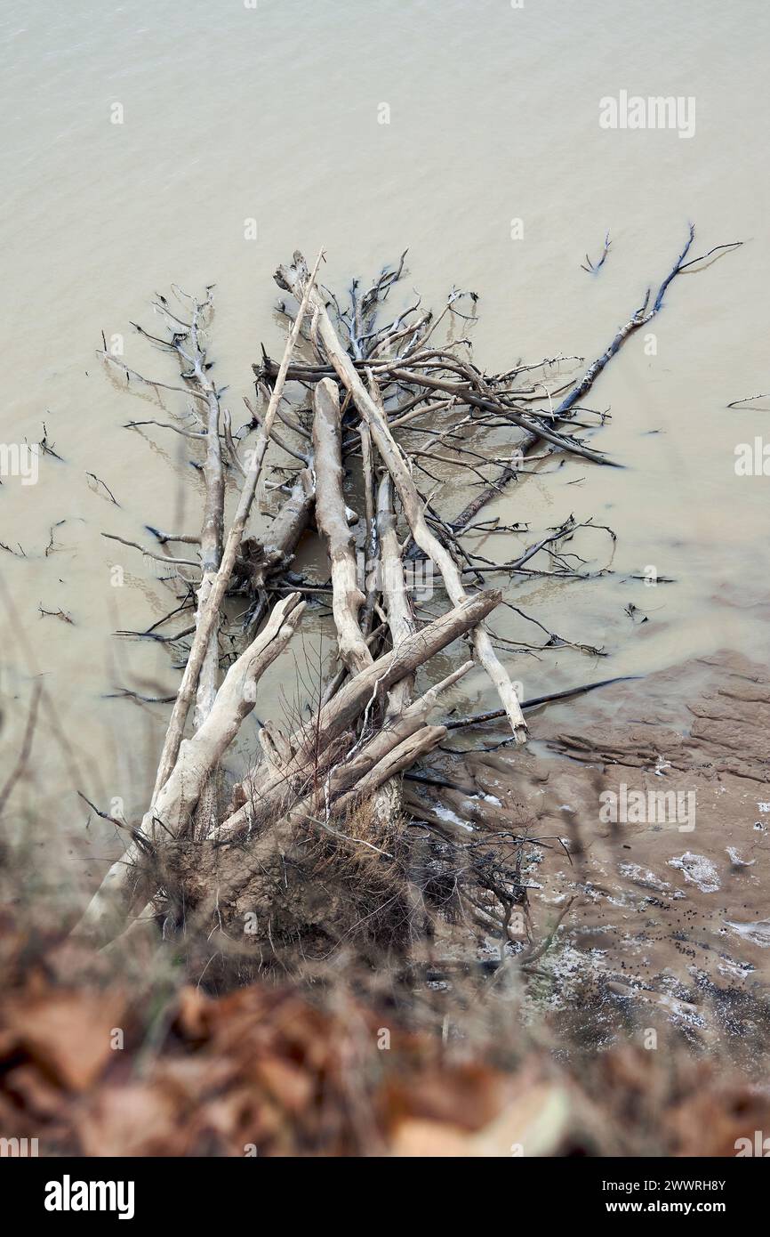 Gewaschenes Treibholz und umgestürzte Bäume liegen im Wasser auf dem Meer oder Meer. Natürliche Tapeten, Küste, schmutziges, matschiges braunes Wasser nach der Regenzeit. Von Stockfoto