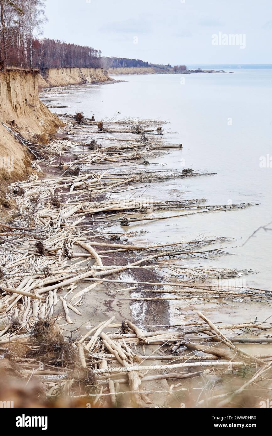 Naturlandschaft in der Nebensaison. Bäume, die von einer Sandklippe gefallen sind, liegen an der Küste. Viel Treibholz, Küstenzerstörung. Wasser erodiert die Küste. Boden Stockfoto