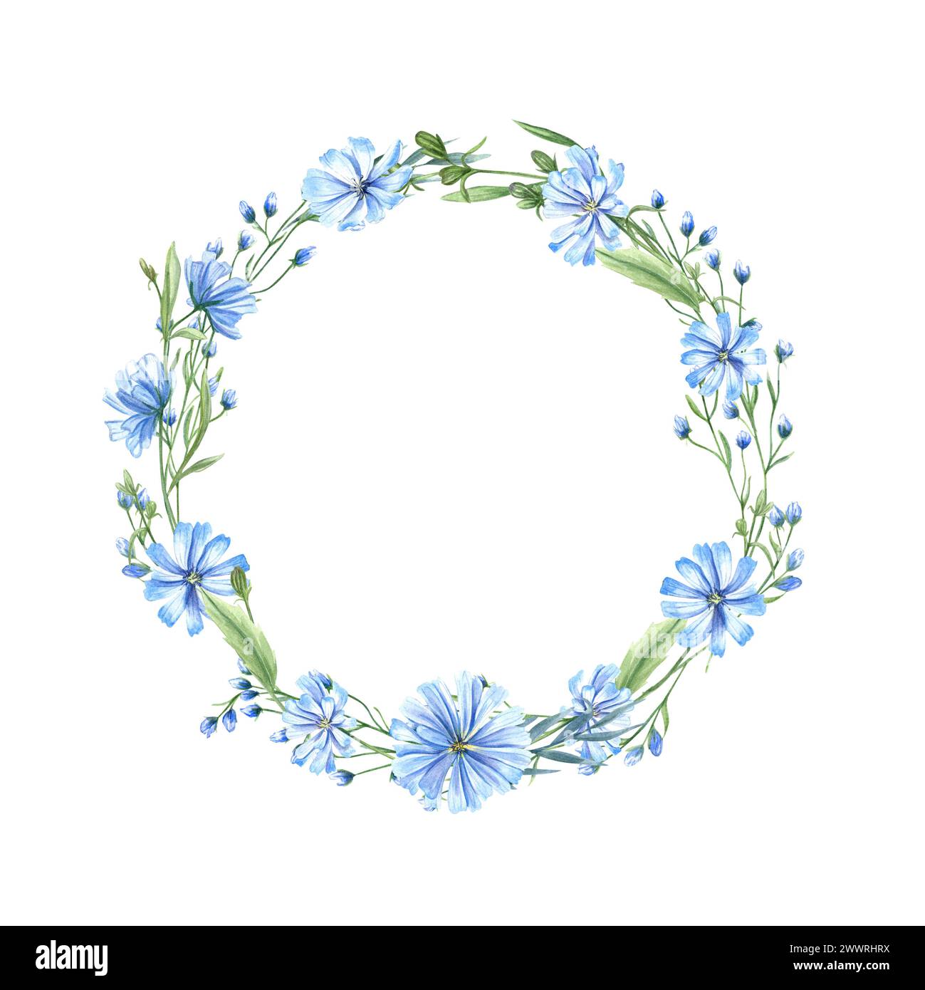 Blauer Zichorienkranz. Wilde Wiesenblumen. Blumenköpfe, Blätter und Cichorium mit Platz für Text. Empfindlicher Intybus-Ast. Stockfoto