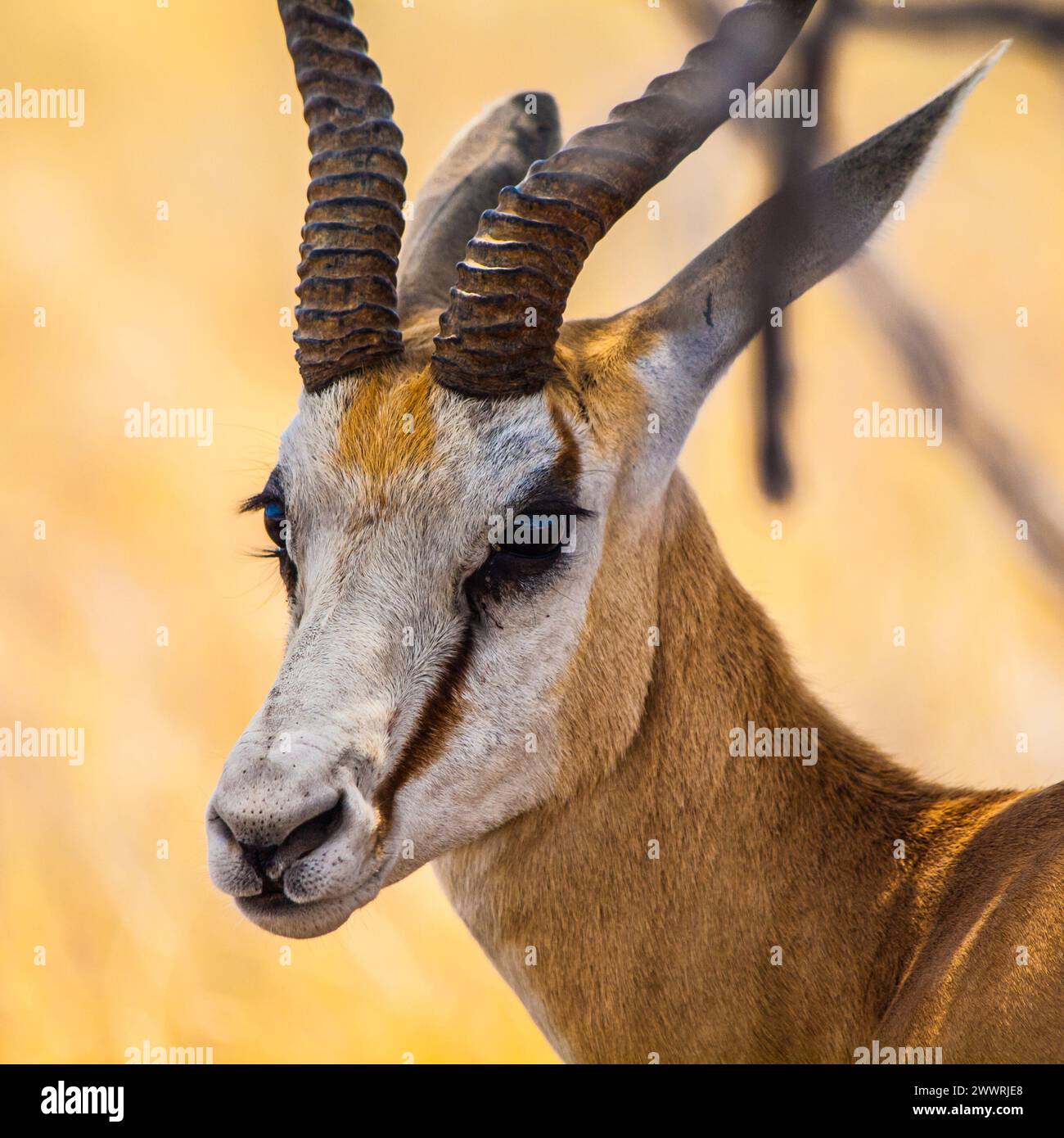 Detailansicht der Springbockantilope bei sonnigem Tag Stockfoto