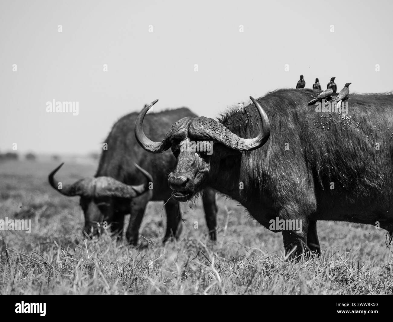 Weidende Büffel und Vögel, die darauf sitzen, Chobe Riverfront National Park, Botswana. Schwarzweißbild. Stockfoto