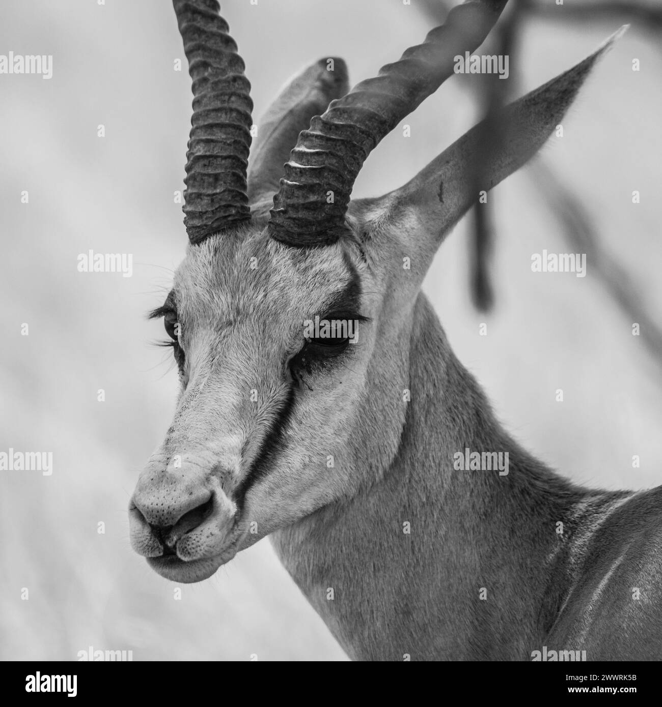 Detaillierte Ansicht der Springbockantilope an sonnigem Tag (schwarz-weiß) Stockfoto