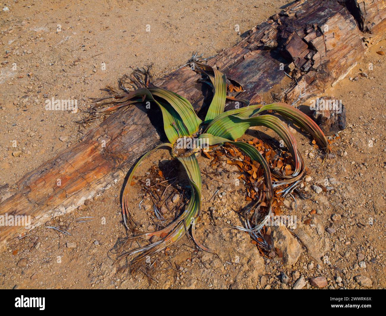 Welwitschia mirabilis - endemische Pflanze in der Namib-Wüste in Namibia und Angola. Stockfoto