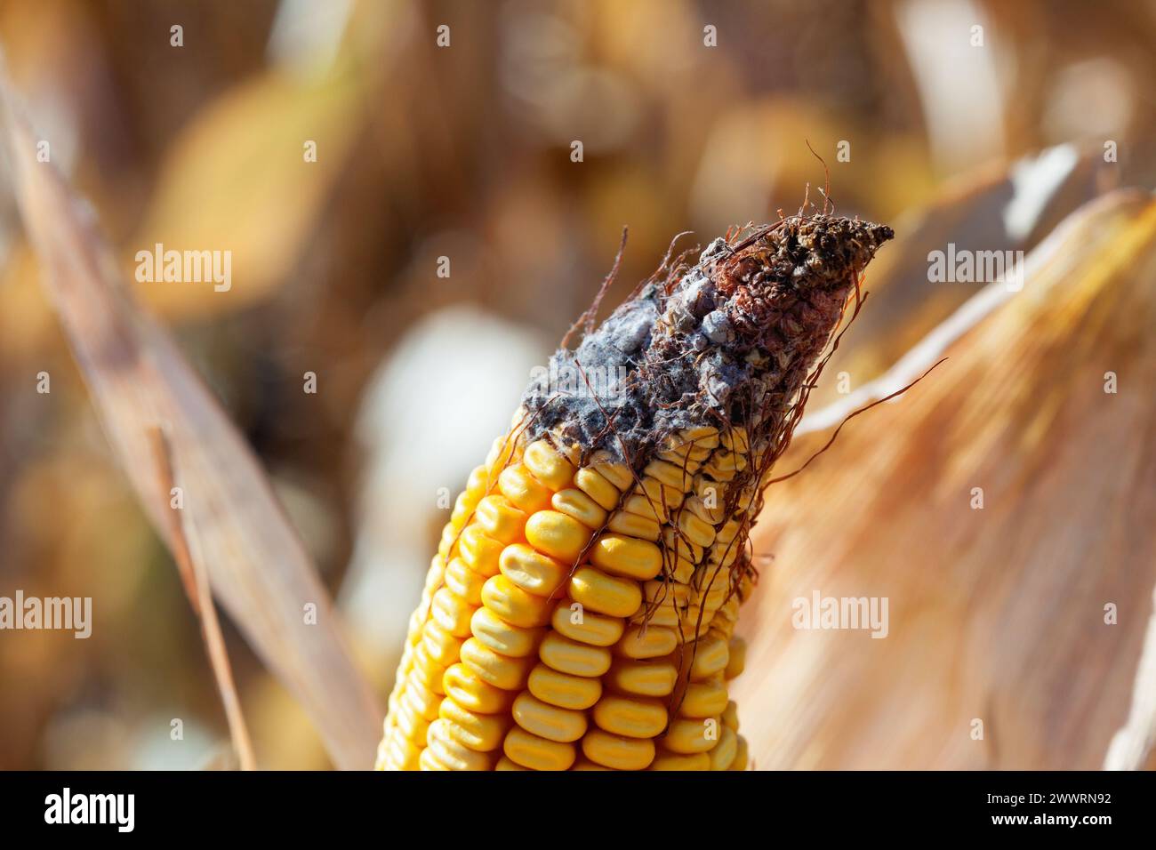 Unreife, kranke und schimmelige Maiskolben auf dem Feld, Nahaufnahme. Sammeln Sie Maisgut. Stockfoto