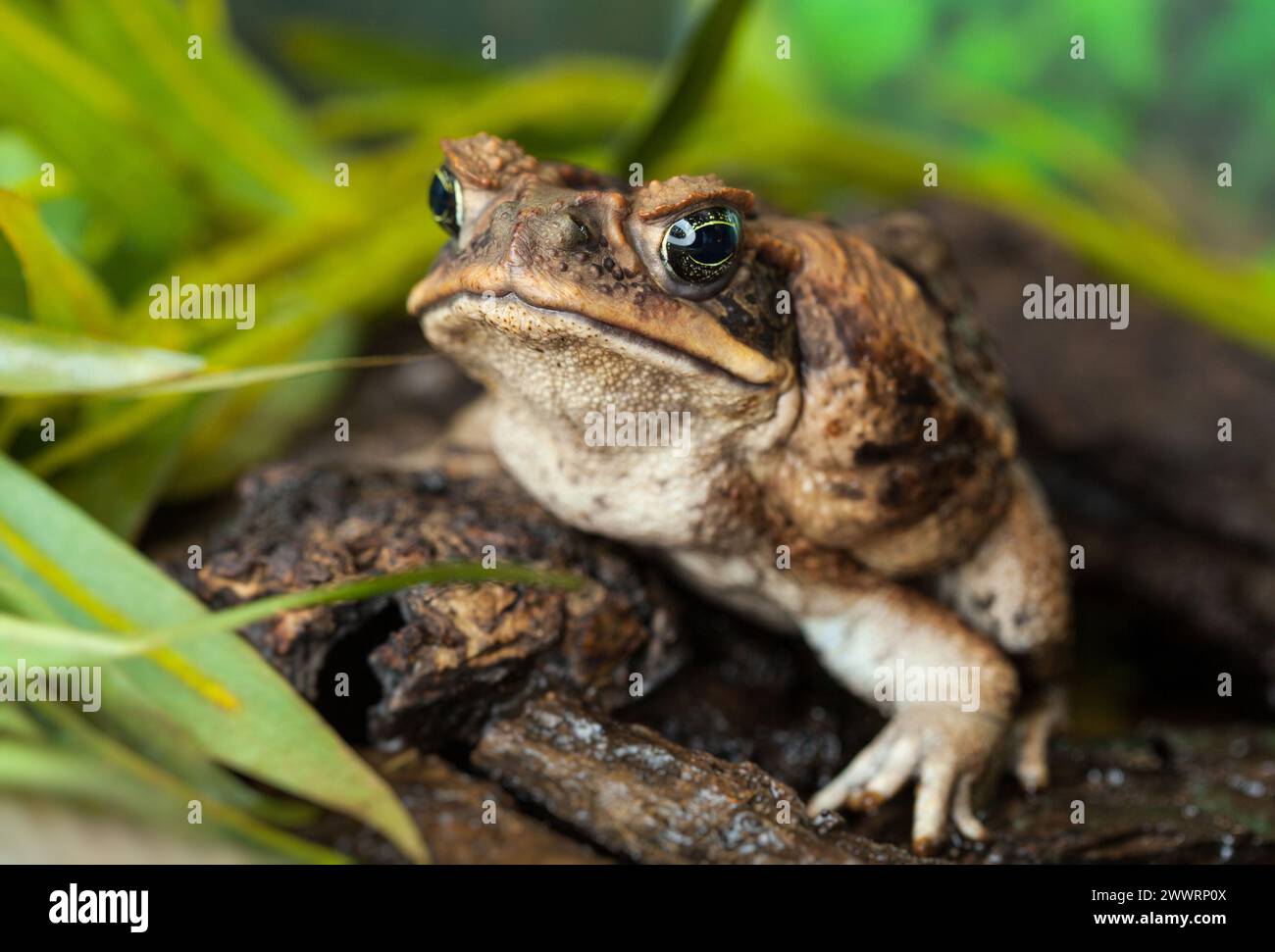 Kröte aga in einer natürlichen Lebensraumnähe. Stockfoto