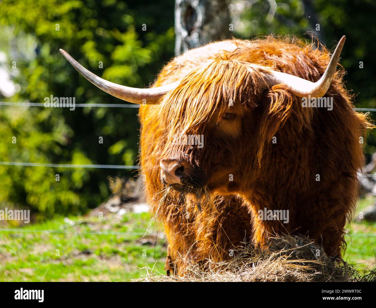 Schottische Hochlandkuh mit langen Hörnern frisst auf dem Hof Stockfoto