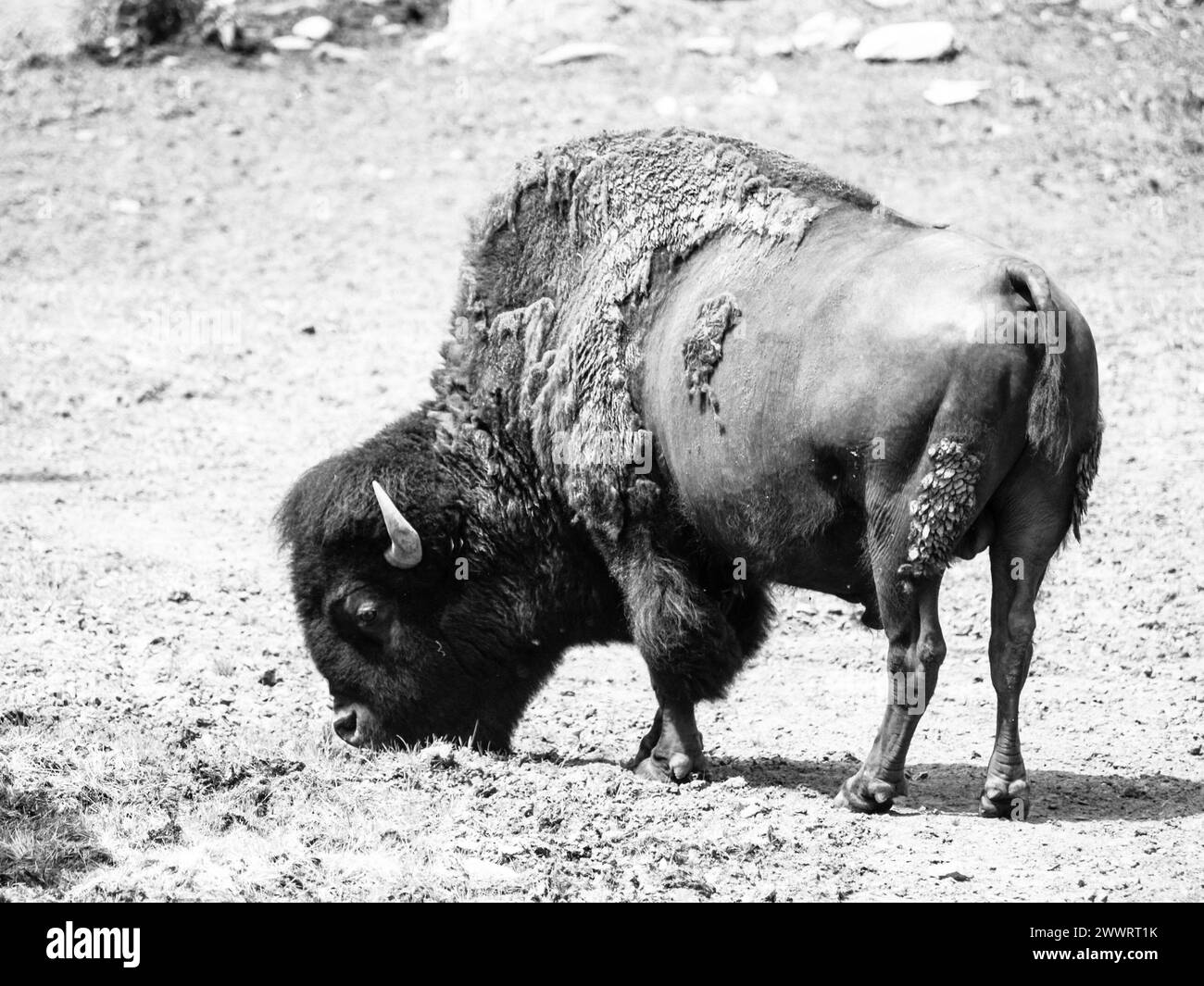 Wilder amerikanischer Bison, Bison Bison, alias Büffel auf einer Weide. Schwarzweißbild. Stockfoto