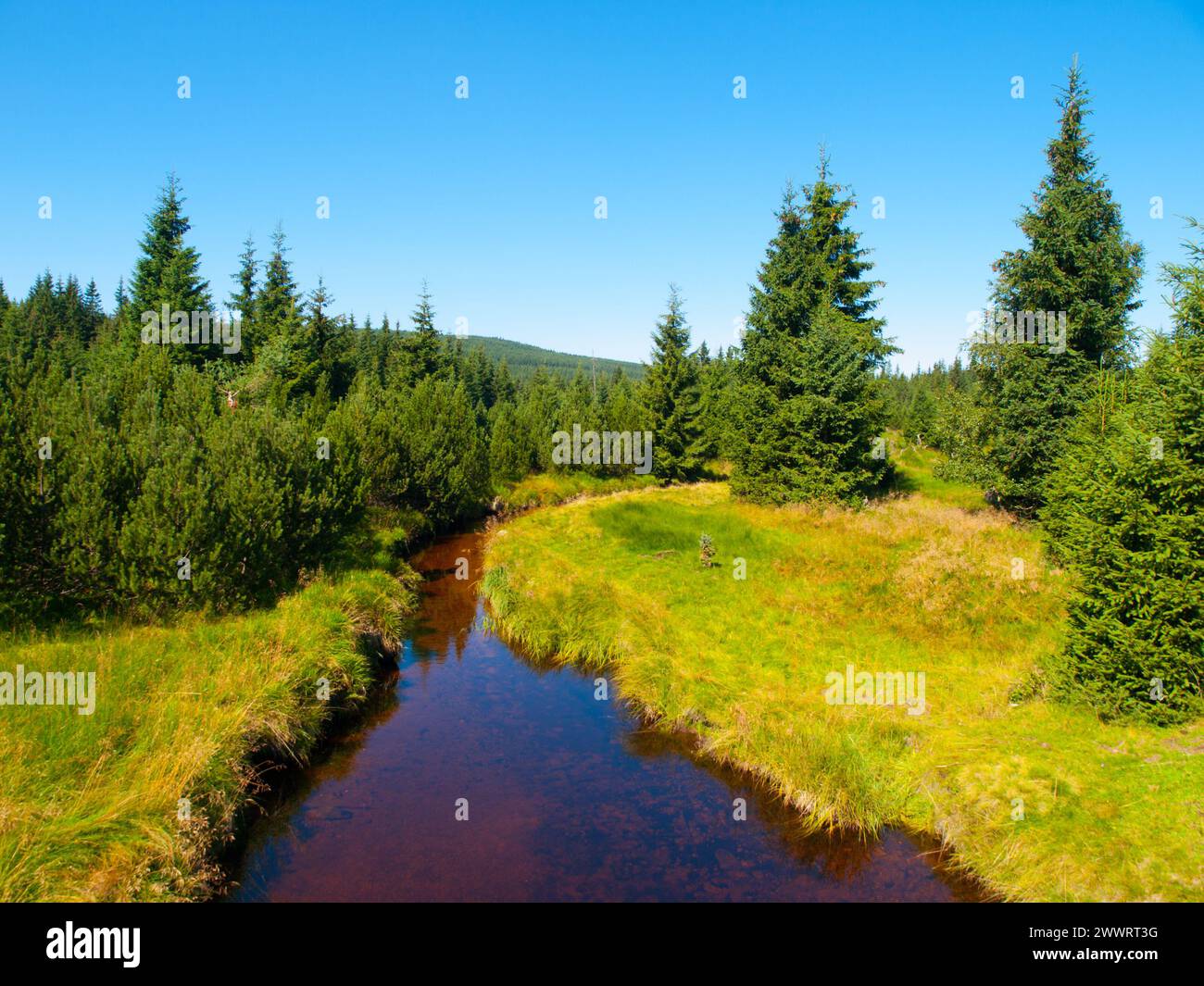 Kleiner Bergbach mitten in grünen Wiesen und Fichtenwald, Isergebirge, Tschechien Stockfoto