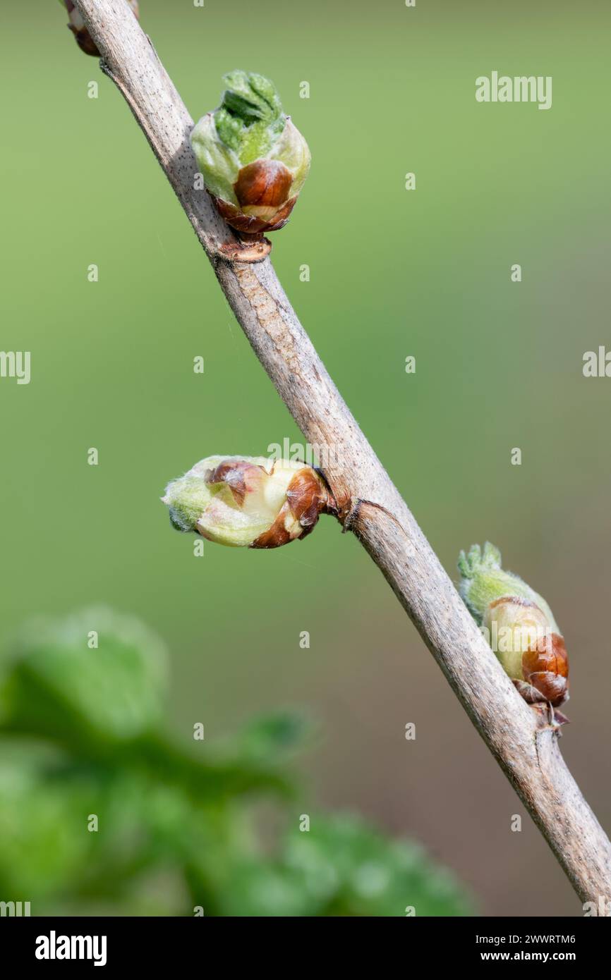 Nahaufnahme von Knospen an einem europäischen Stachelbeerstrauch (ribes uva-crispa) Stockfoto