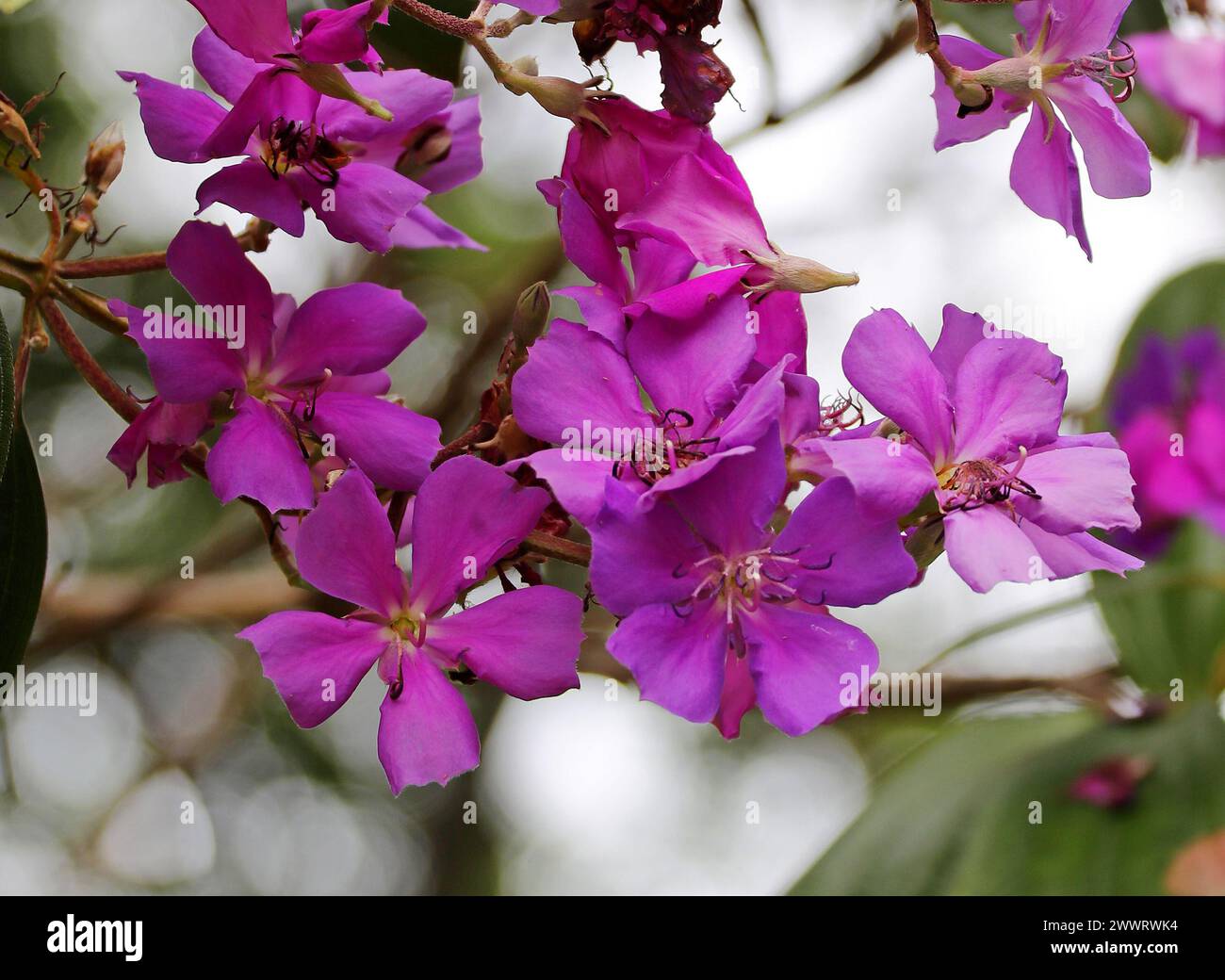 Purple Glory Tree oder Prinzessin Flower, Pleroma granulosum, Syn. Tibouchina granulosa, Melastomaceae. Brasilien und Bolivien, Südamerika Stockfoto