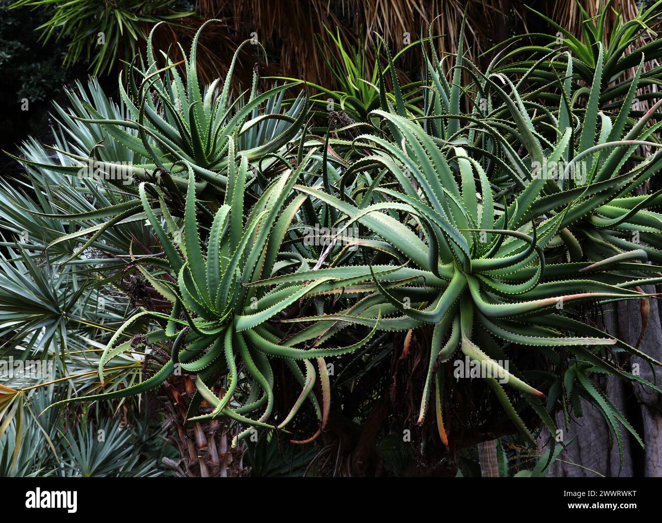 Krantz Aloe oder Candelabra Aloe, Aloe arborescens, Asphodelaceae. Südafrika. Stockfoto