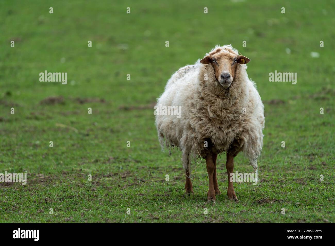Ein Schaf mit wachsamem Blick auf einem grasbewachsenen Feld Stockfoto
