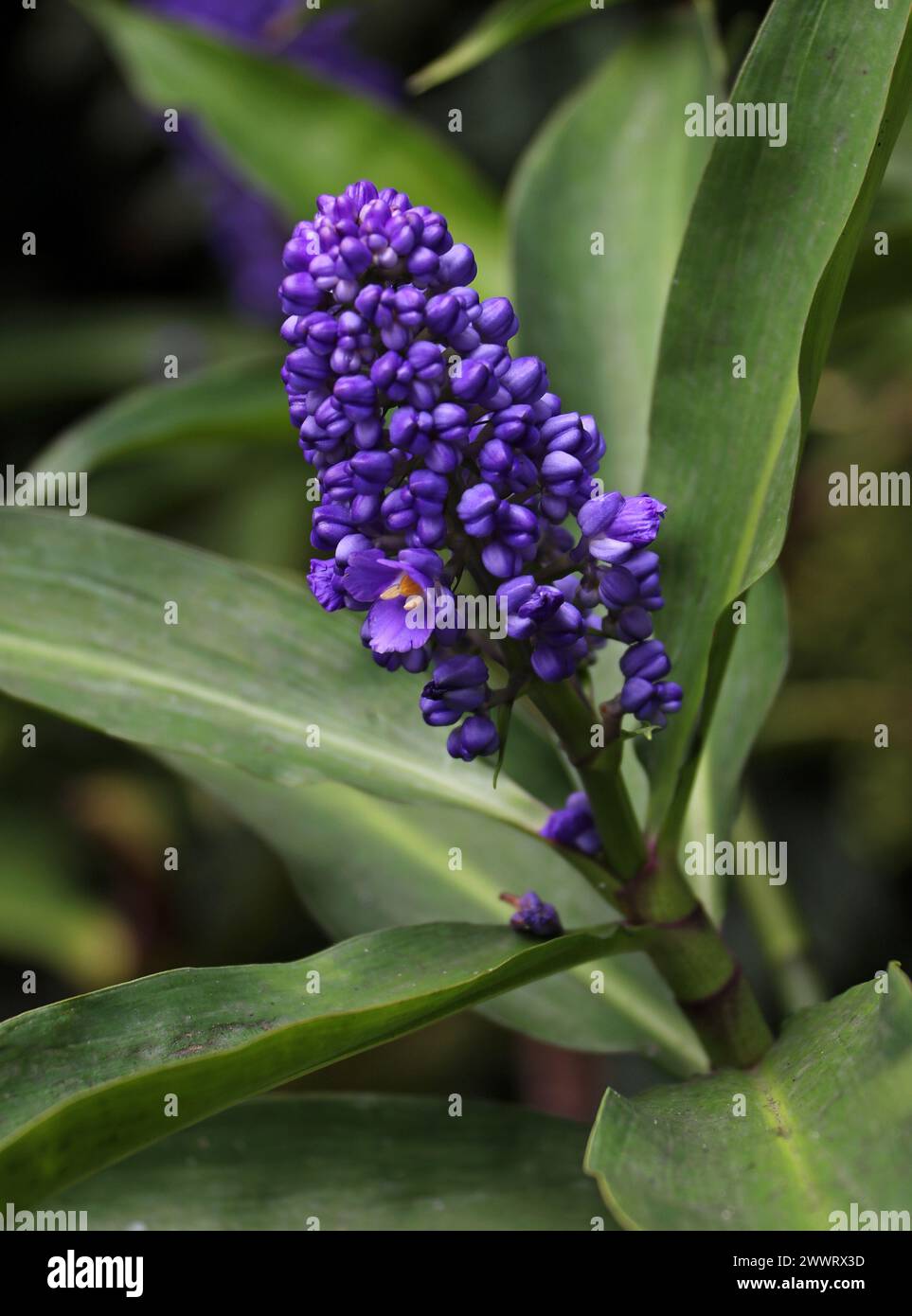Blauer Ingwer, Blauer Ingwer oder brasilianischer Ingwer, Dichorisandra thyrsiflora, Commelinaceae, tropisches Südamerika. Stockfoto