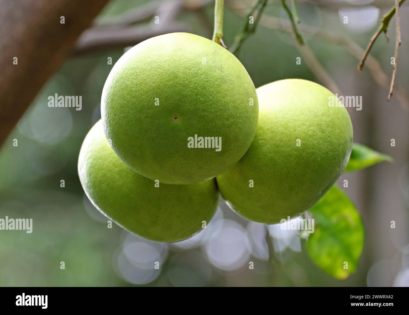 Grapefruit, Citrus x paradisi, Rutaceae. Die Grapefruit (Citrus x paradisi) ist ein subtropischer Zitrusbaum, der für seine relativ großen Früchte bekannt ist. Stockfoto