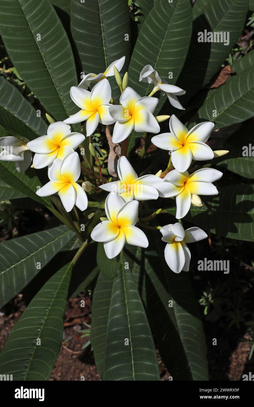 Frangipani, Tempelbaum, Plumeria rubra, Apocynaceae. Weiße Sorte. Teneriffa, Kanarische Inseln. Stockfoto