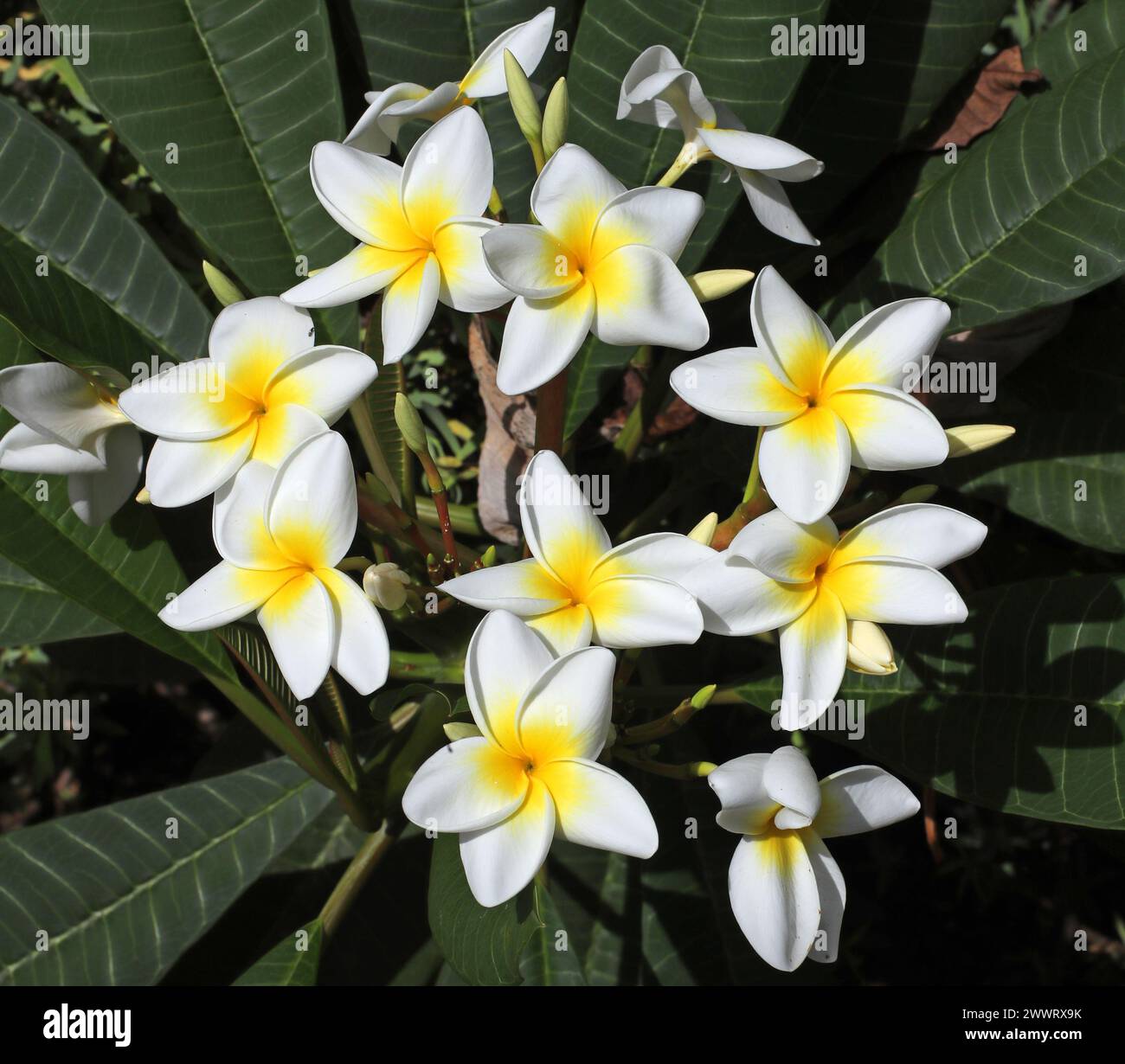 Frangipani, Tempelbaum, Plumeria rubra, Apocynaceae. Weiße Sorte. Teneriffa, Kanarische Inseln. Stockfoto