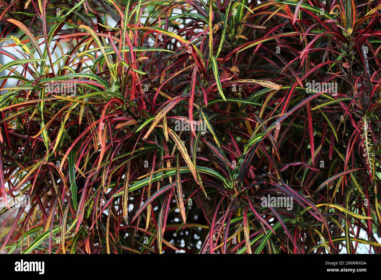 Croton Plant, Codiaeum variegatum, Euphorbiaceae. Teneriffa, Kanarische Inseln, Spanien. Gartencroton kommt natürlich in Südasien vor. Stockfoto