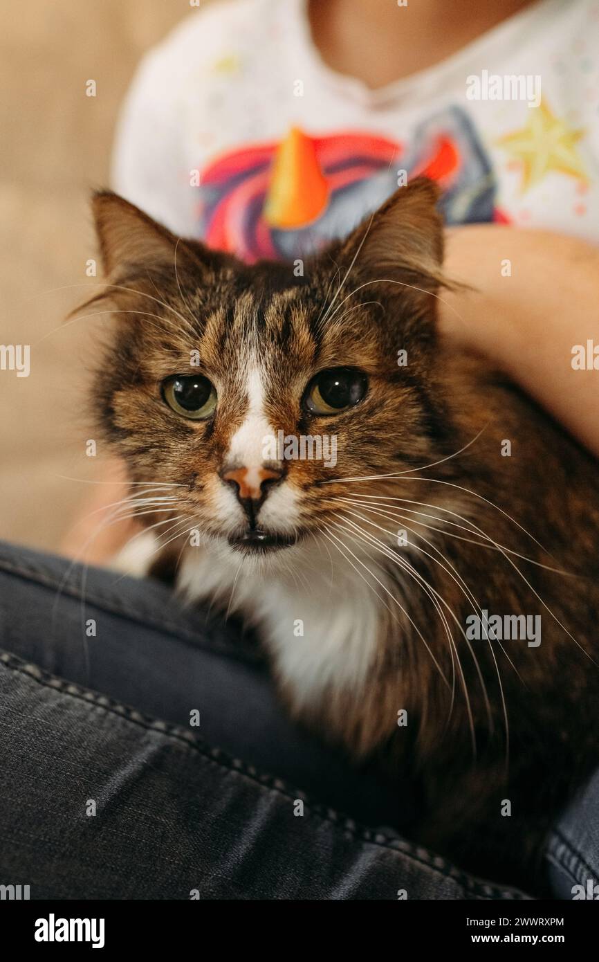 Pelzige Katze, die bequem auf einem Personenschoss sitzt, Nahaufnahme, die die Verbindung zwischen Mensch und Haustier zeigt. Stockfoto