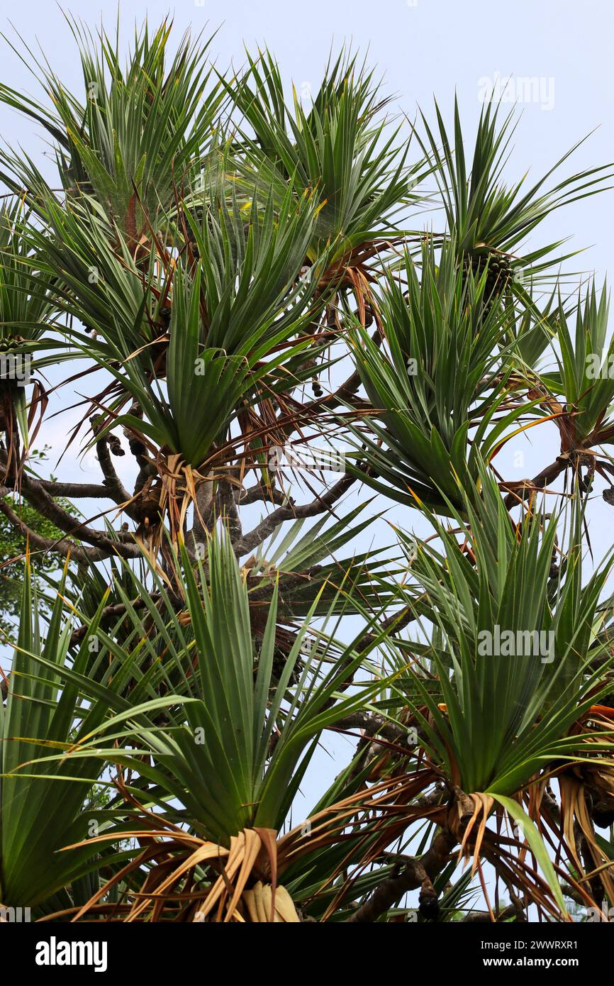Gewöhnliche Schraubenspinne, Pandanus utilis, Pandanaceae. Teneriffa, Kanarische Inseln. Ursprünglich aus Madagaskar. Stockfoto