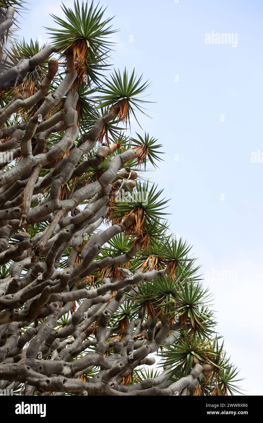 Der Millennium Kanarischen Drachenbaum im Parque del Drago (Drache Park), Icod de Los Vinos, Teneriffa, Kanarische Inseln. Stockfoto