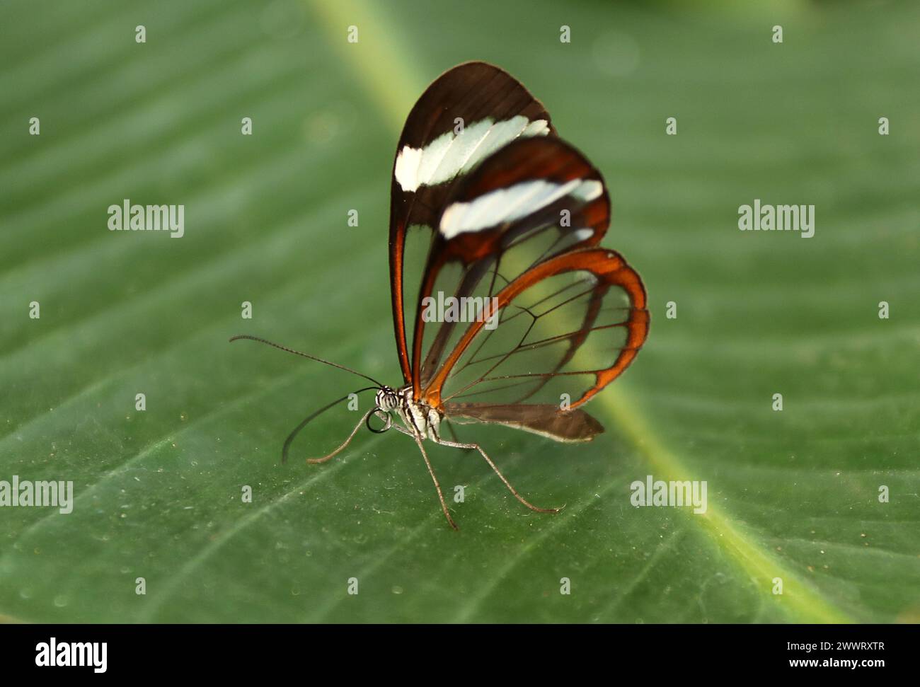 Das Glas Flügel Schmetterling, Greta Oto, Nymphalidae, Süd und Mittelamerika, Mexiko, Panama. Stockfoto