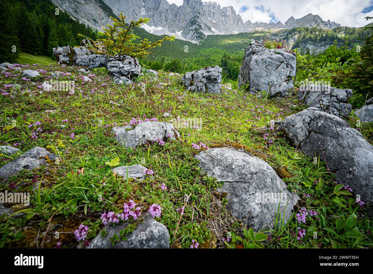 Wandern im Sommer in den Alpen - zarte lilagefärbte Blüten auf einer Bergalm mit majestätischem Hochgebirge im Hintergrund. Herrliche Alpenlandschaft im Sommer - unterwegs in den Bergen rund um den Wilden Kaiser - die majestätische Gebirgsformation oberhalb vom Elmau in Tirol - Österreich. Herrliche Natur und wunderschöne Landschaften laden zum Wandern ein. Landschaftsfoto. Elmau Tirol Österreich *** Wandern in den Alpen im Sommer zarte lilafarbene Blüten auf einer Alm mit majestätischen Hochbergen im Hintergrund herrliche Alpenlandschaft im Sommer auf dem Weg in die Berge Stockfoto