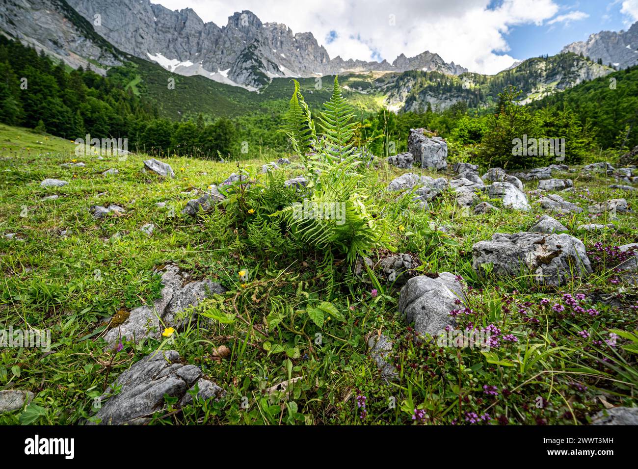 Wandern im Sommer in den Alpen - zarte lilagefärbte Blüten auf einer Bergalm mit majestätischem Hochgebirge im Hintergrund. Herrliche Alpenlandschaft im Sommer - unterwegs in den Bergen rund um den Wilden Kaiser - die majestätische Gebirgsformation oberhalb vom Elmau in Tirol - Österreich. Herrliche Natur und wunderschöne Landschaften laden zum Wandern ein. Landschaftsfoto. Elmau Tirol Österreich *** Wandern in den Alpen im Sommer zarte lilafarbene Blüten auf einer Alm mit majestätischen Hochbergen im Hintergrund herrliche Alpenlandschaft im Sommer auf dem Weg in die Berge Stockfoto
