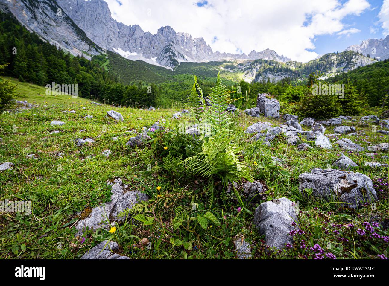Wandern im Sommer in den Alpen - zarte lilagefärbte Blüten auf einer Bergalm mit majestätischem Hochgebirge im Hintergrund. Herrliche Alpenlandschaft im Sommer - unterwegs in den Bergen rund um den Wilden Kaiser - die majestätische Gebirgsformation oberhalb vom Elmau in Tirol - Österreich. Herrliche Natur und wunderschöne Landschaften laden zum Wandern ein. Landschaftsfoto. Elmau Tirol Österreich *** Wandern in den Alpen im Sommer zarte lilafarbene Blüten auf einer Alm mit majestätischen Hochbergen im Hintergrund herrliche Alpenlandschaft im Sommer auf dem Weg in die Berge Stockfoto